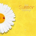Daisy summer flower. Chamomile