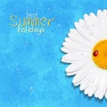 Daisy summer flower. Chamomile. Best Summer holidays