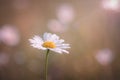 Daisy sunshine after the rain Royalty Free Stock Photo