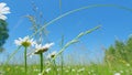 Daisy sways in a light wind. Insect spider sits under flower chamomile on blurred summer meadow background. Nature and Royalty Free Stock Photo