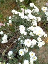 Daisy flower plant in garden campus area focus on Daisy flower