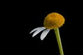 Daisy with three petals. Strange beauty.