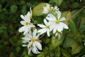 Daisy Tree, Montanoa guatemalensis