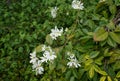 Daisy Tree, Montanoa guatemalensis Royalty Free Stock Photo