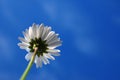 Daisy under blue sky Royalty Free Stock Photo