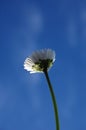 Daisy under blue sky Royalty Free Stock Photo