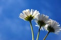 Daisy under blue sky Royalty Free Stock Photo