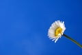 Daisy under blue spring sky Royalty Free Stock Photo
