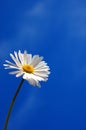 Daisy under blue spring sky Royalty Free Stock Photo