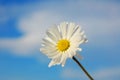 Daisy under blue spring sky Royalty Free Stock Photo