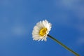 Daisy under blue spring sky Royalty Free Stock Photo