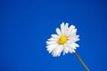 Daisy under blue spring sky Royalty Free Stock Photo