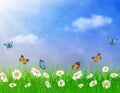 Daisy vector background summer design Royalty Free Stock Photo