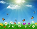 Daisy vector background summer design Royalty Free Stock Photo