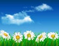 Daisy vector background summer design Royalty Free Stock Photo