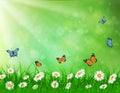 Daisy vector background summer design Royalty Free Stock Photo