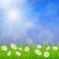 Daisy vector background summer design Royalty Free Stock Photo