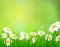 Daisy vector background summer design Royalty Free Stock Photo