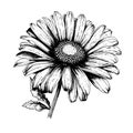 daisy vector drawing. Isolated hand drawn object, engraved style illustration Royalty Free Stock Photo