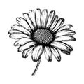 daisy vector drawing. Isolated hand drawn object, engraved style illustration Royalty Free Stock Photo