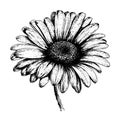 daisy vector drawing. Isolated hand drawn object, engraved style illustration Royalty Free Stock Photo