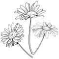 Daisy in a vector style isolated. Royalty Free Stock Photo