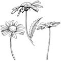 Daisy in a vector style isolated. Royalty Free Stock Photo
