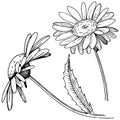 Daisy in a vector style isolated. Royalty Free Stock Photo