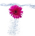 Daisy into the water Royalty Free Stock Photo