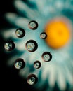 Daisy water drop reflections Royalty Free Stock Photo