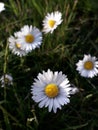 daisy, wee flowers on garden, wild flowers herbs