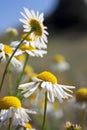 Daisy wheel field Royalty Free Stock Photo