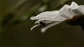 A daisy on which an ant crawls. Creative. A small black insect is crawling on a white flower and it is raining. Royalty Free Stock Photo