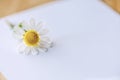 Daisy on a white background and space for text or logo picture, close up