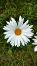 Daisy Royalty Free Stock Photo
