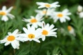 Daisy white flower