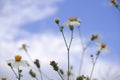 daisy white flower bloom in nature against blue sky background. Royalty Free Stock Photo