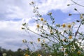 daisy white flower bloom in nature against blue sky background.