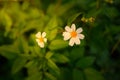 Daisy white flower on warm light