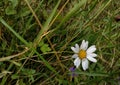 Daisy white flowersFlower grass in the garden,park.Lightning background