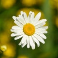 Daisy