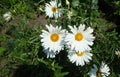 Daisy white, a large garden with a yellow center Royalty Free Stock Photo