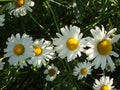 Daisy white, a large garden with a yellow center Royalty Free Stock Photo