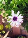 Daisy with white leaves and purple center Royalty Free Stock Photo