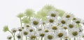 Daisy white marguerite flowers