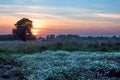 Daisy wildflower country meadow at sunset. Landscape in Norfolk UK