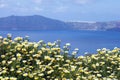 Daisy wildflowers on a background of blue sky, blue sea and island. Royalty Free Stock Photo
