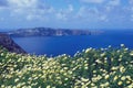 Daisy wildflowers on a background of blue sky, blue sea and island. Summer sunny morning on the island of Santorini, Greece. Royalty Free Stock Photo