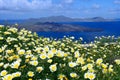 Daisy wildflowers on a background of blue sky, blue sea and island. Summer sunny morning on the island of Santorini, Greece. Royalty Free Stock Photo