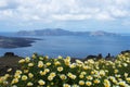 Daisy wildflowers on a background of blue sky, blue sea and island. Royalty Free Stock Photo